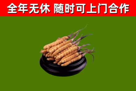 无锡回收散虫草