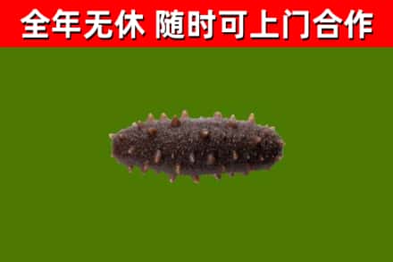 无锡回收海参干